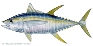tuna_yellowfin